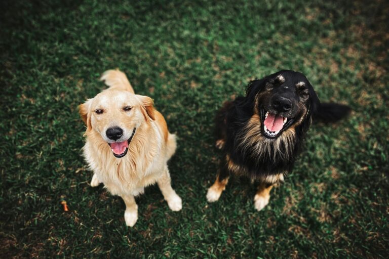 Know Your Rights: Animals and Residential Property in Cape Town